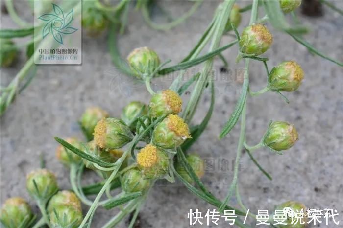 黄水疮|大籽蒿，见过吗？全草肺热咳嗽、咽喉肿痛；花治黄水疮、皮肤湿疹