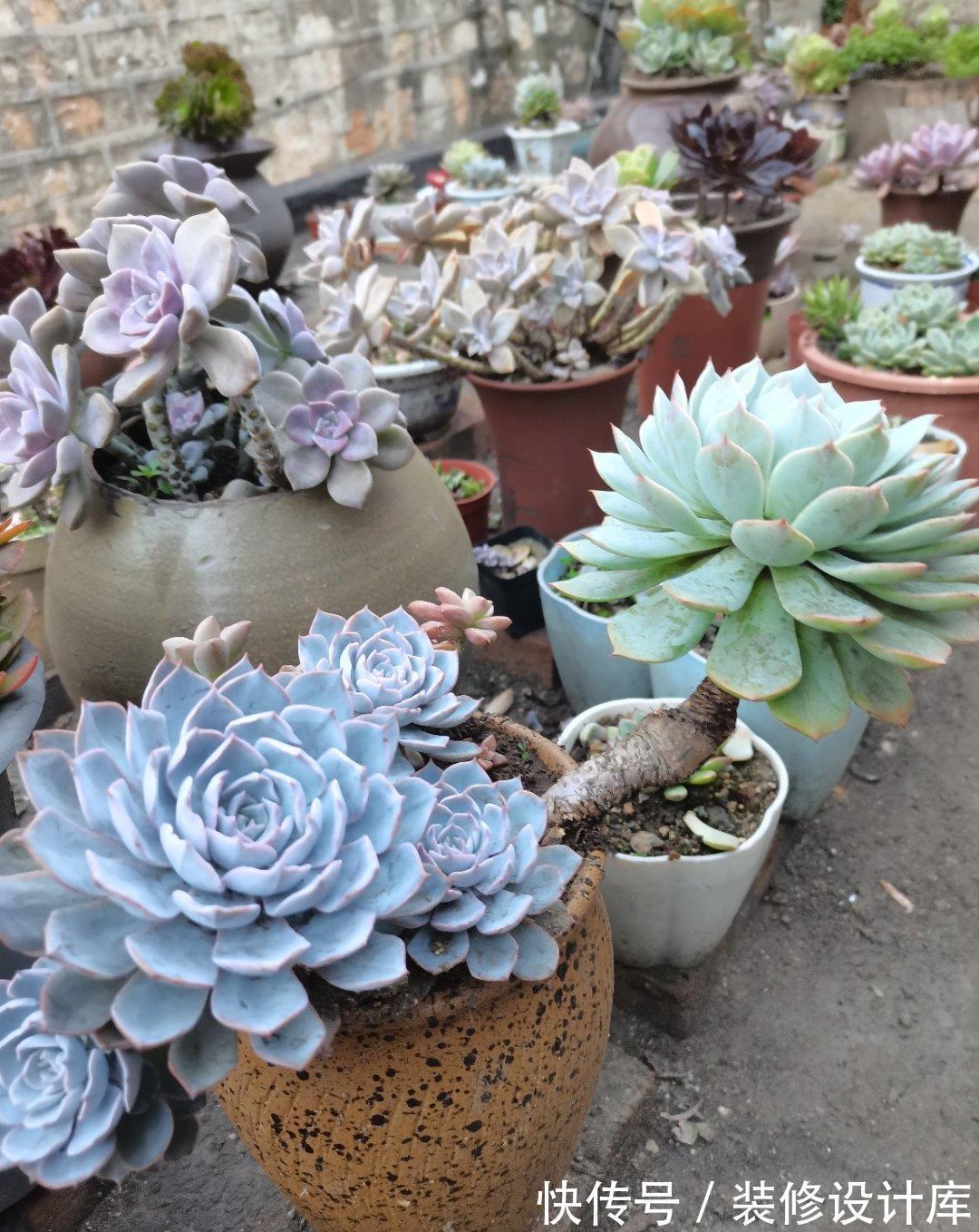 紫乐|这“三多肉”不怕热,三伏天正常“补水施肥”,咕噜冒崽挤满盆