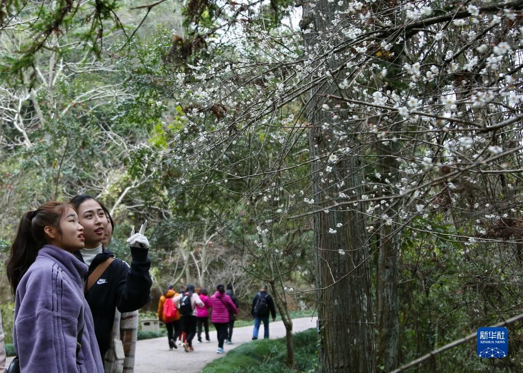 武夷山|福建武夷山：冬日梅花引客来