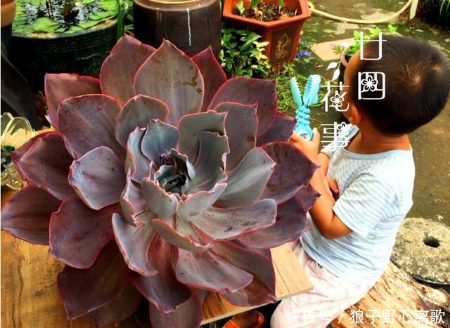 6种多肉,天生就是“巨无霸”,用大盆养,个头比脸大!