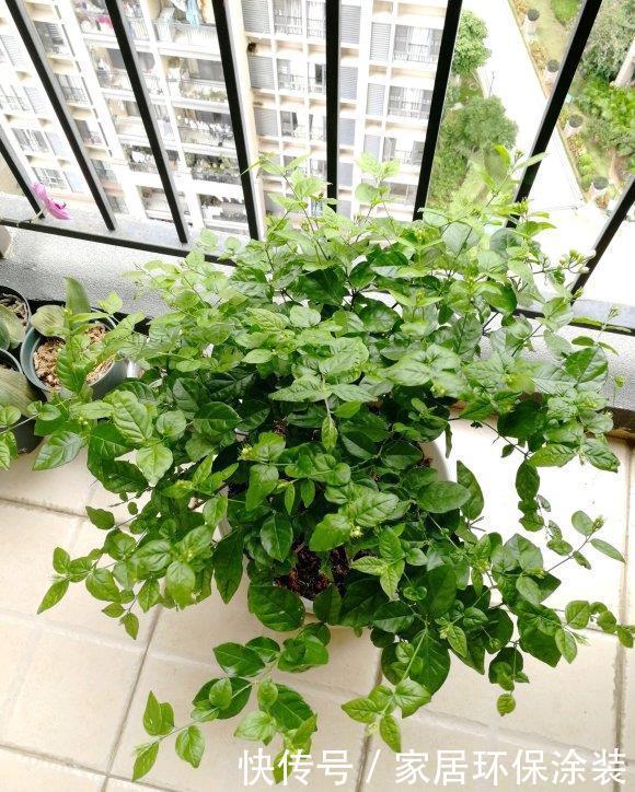 爆盆|养茉莉,记住5点“疯狂”,一年开5茬,花开爆盆不是事