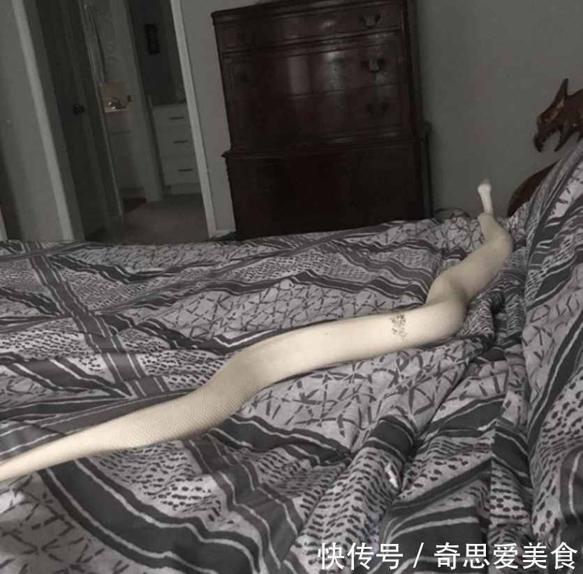 缘分|白蛇被女子养大,它喜欢看动画片,对女子忠诚,真是现实版的童话