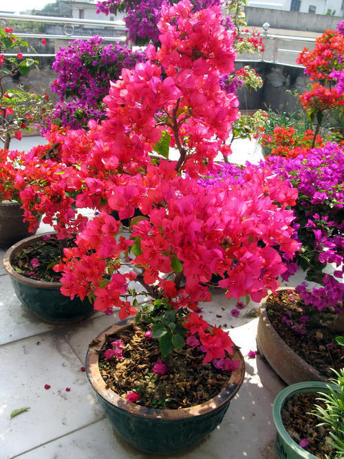 爆花|养了5年三角梅,从不控水,依然爆花,教你两招,一茬接着一茬开