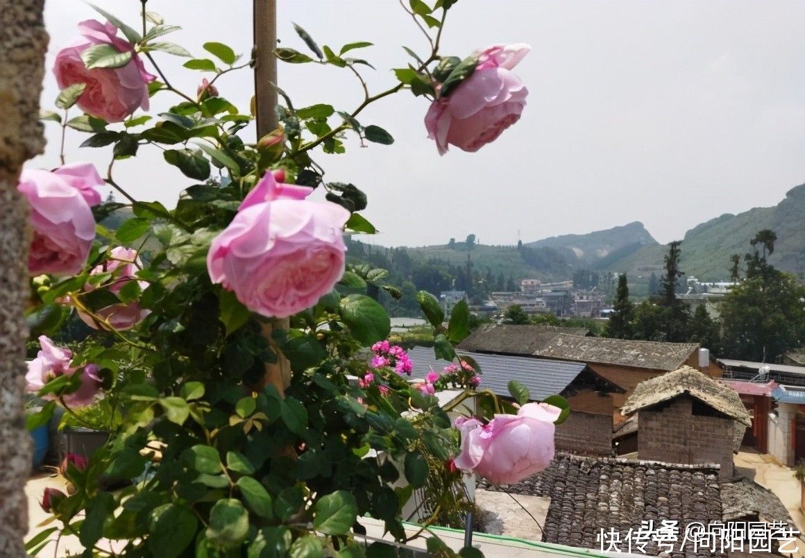 网上买月季，先看是不是嫁接，最好不好买嫁接的，越长越岔劈