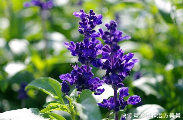 此花是富有正义感的英雄花,花色极为罕见稀有,像根老鼠的小尾巴