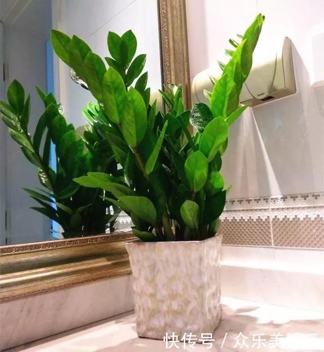 鸡蛋壳|养花想用“鸡蛋壳”学会2个小技巧，肥效足、不生虫子