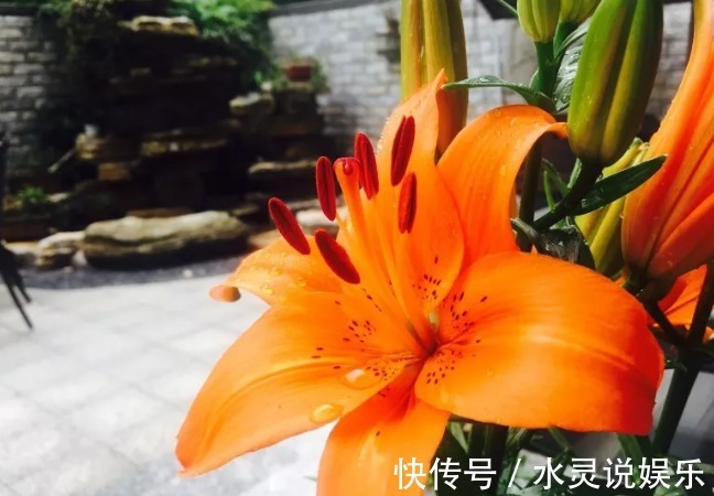 5种花卉“别乱养”，香气“有毒”，放在卧室并不好，别疏忽！