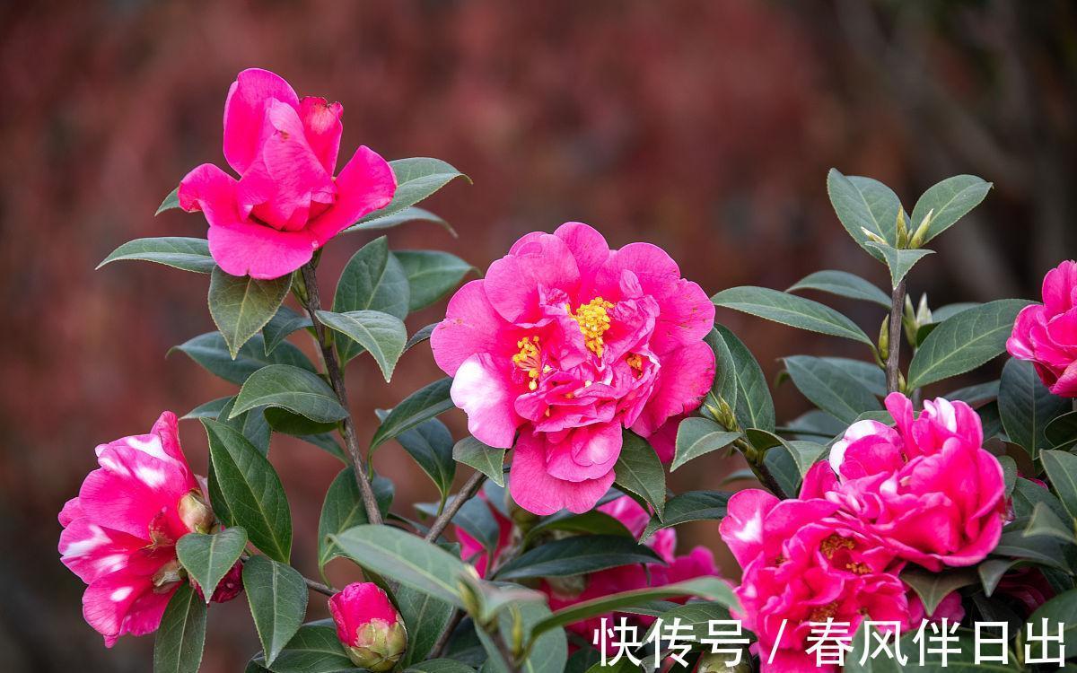 年宵花|适合秋季养的10种花,代表冬天还能做年宵花,养在家里红火喜庆