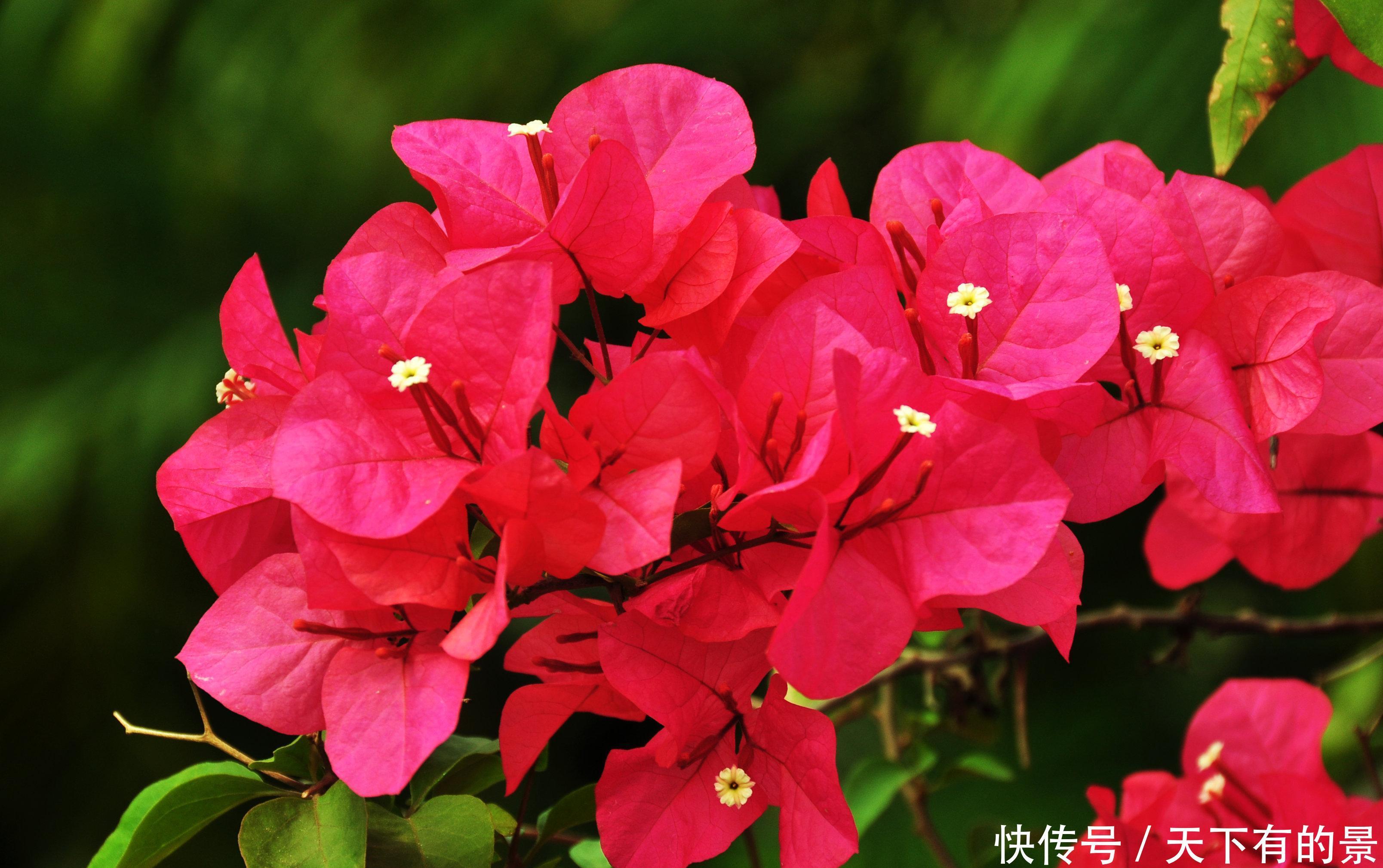 养分|三角梅只长叶不开花，除了光照和养分，再做2件事，能快速长花苞