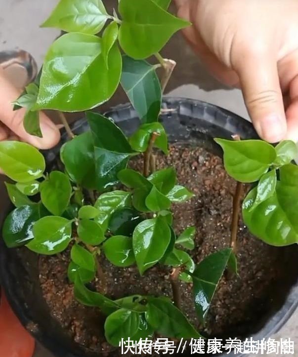 三角梅换盆套个“方便袋”,怎么折腾都不黄,成活率百分百!