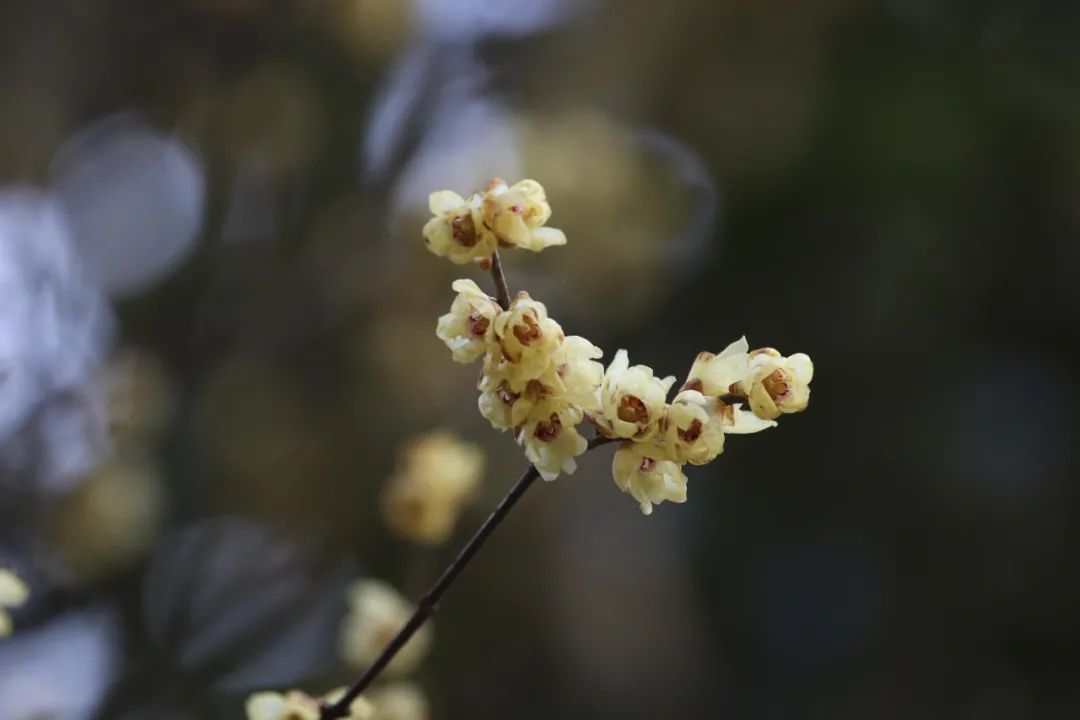 梅景|蜡梅、梅花罕见同开，武汉植物园限量版梅景上新