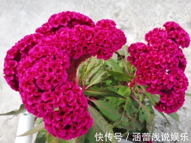 真正的花坚强,墙缝、地缝都能长,开花特别旺!