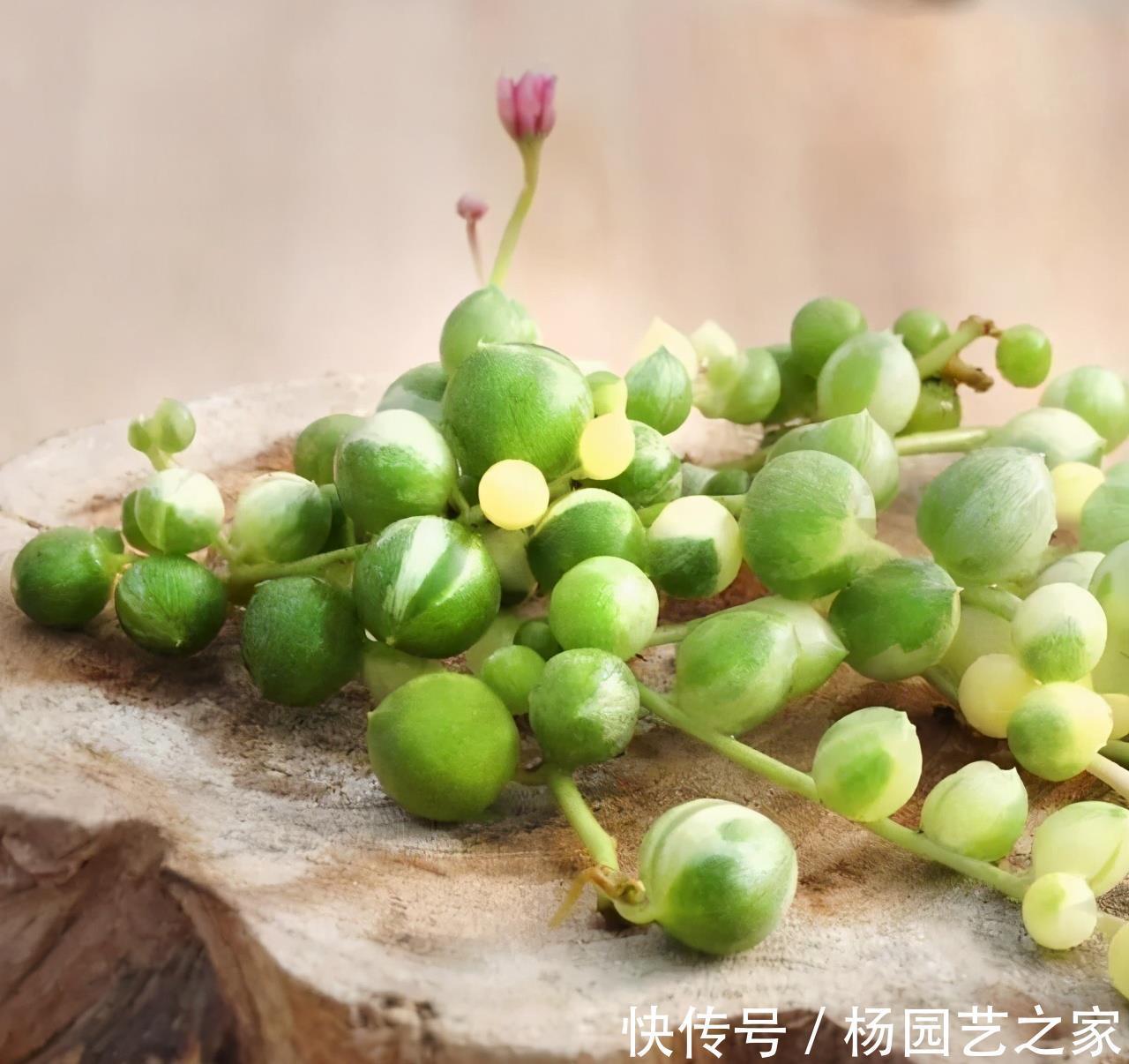 多肉|4种新手都能养好的多肉，需要经常修剪，剪一剪造型好易爆盆
