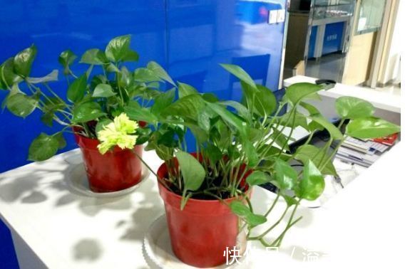 兰中皇后|几种花你至少要养一种,人养花,花也养人,家人身体越来越好!