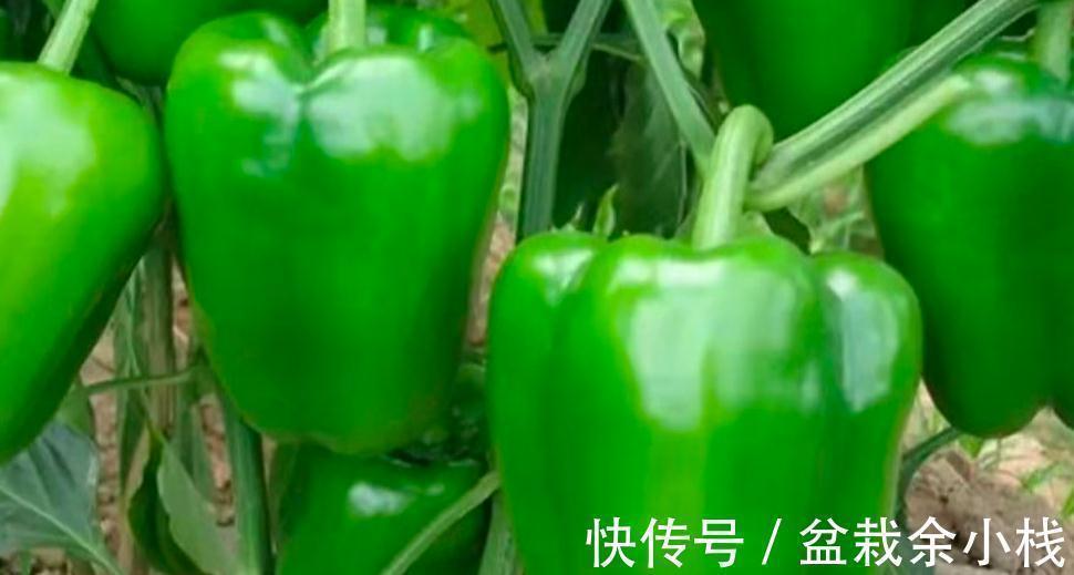 维生素c|秋天女性多吃这8种食物,维C丰富营养高,应季新鲜,价格便宜