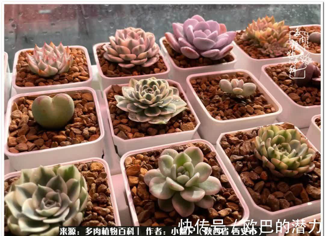 从景天到水泡和肉锥,那些年阳台种植多肉的历程!