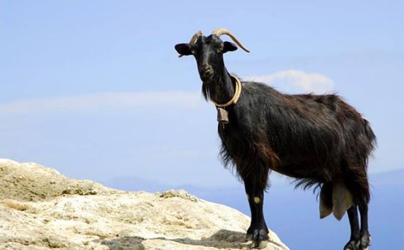 下联!才女上联“兔子不吃窝边草”,秀才对下联后娶了她,网友:我也行