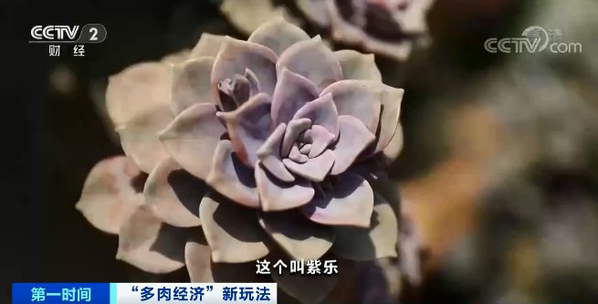 日销近5万元！你家里的这种植物，火了！还能“云寄养”...