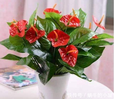 销量超棒的几款花,清新脱俗,好养易活懒人最爱