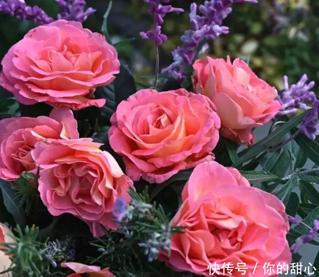 真宙|什么样的月季算优秀?盘点一下我种过的优秀月季