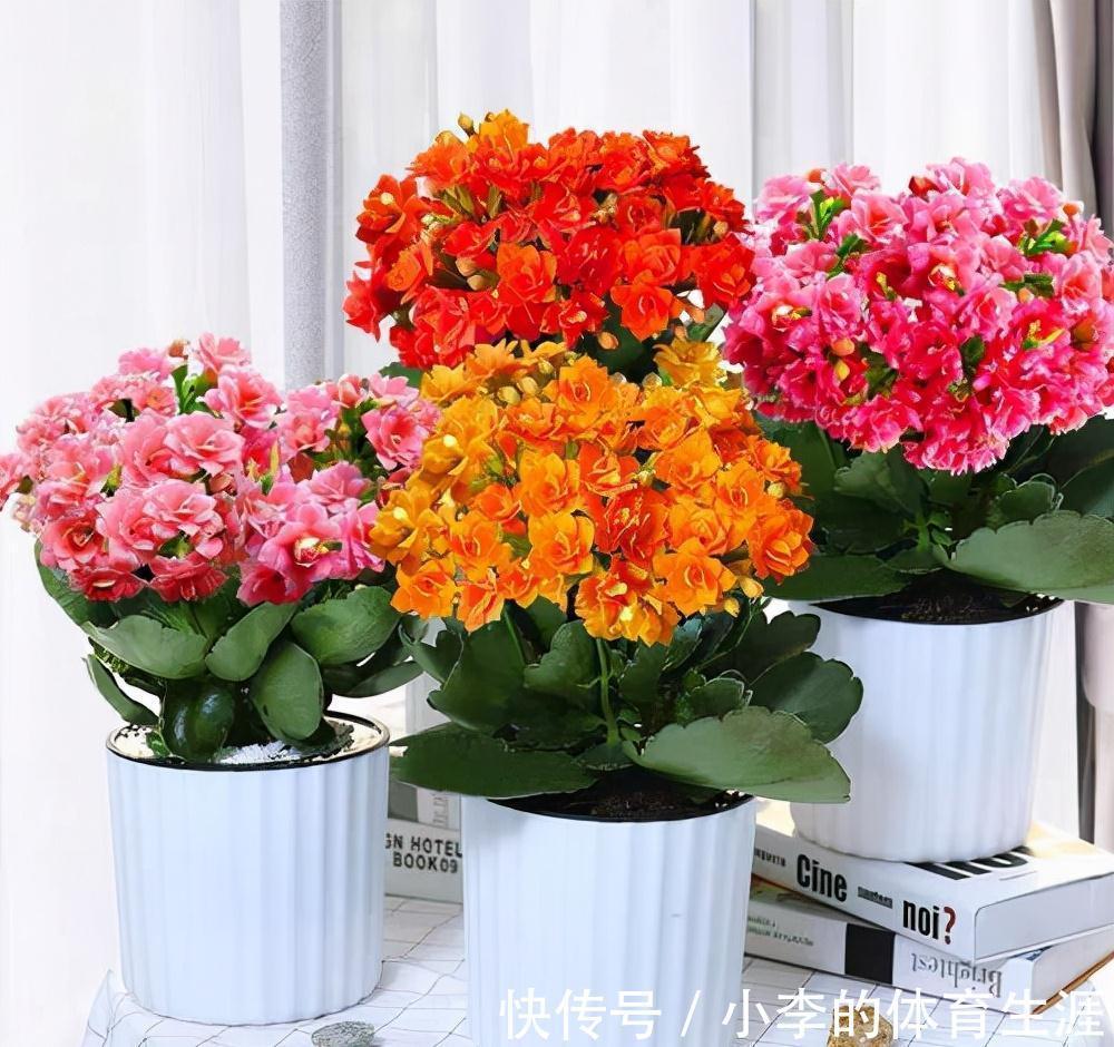 龙骨|9种花好养又吉祥,却是“穷苦命”,小盆少水多晒晒,反而长得旺