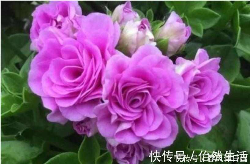 磷酸二氢钾|养花就养4种花,家里养一盆,浇水就疯长,开花爆盆很容易