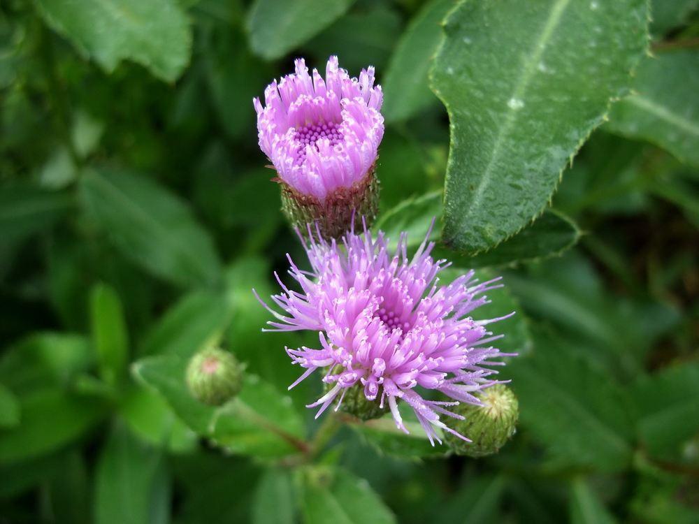 野菜长得比盆栽还美,还有神奇作用,农村小孩最喜欢!