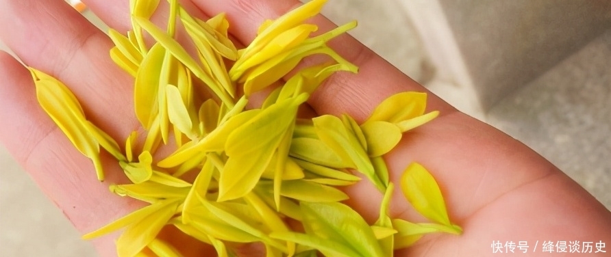  什么是黄金芽，这个茶叶品种好吗？