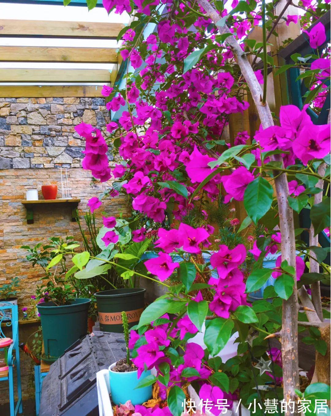 这花再不开，断水7天，杆子长满小花苞