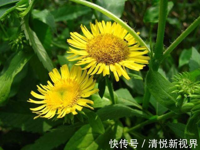 野菜|农村河边的小黄花,药用价值很不错,如今一斤二十元钱,记得摘