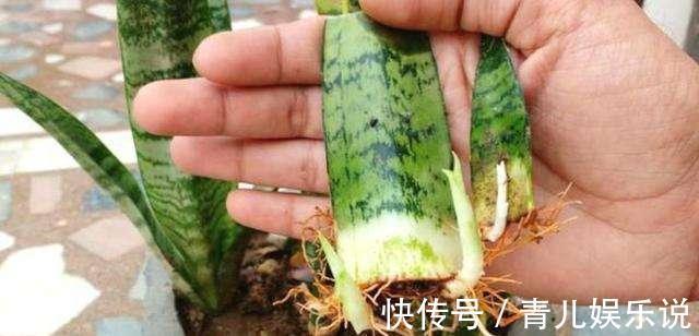 扦插虎皮兰要谨慎,生出一窝“老祖先”,一点也不好看