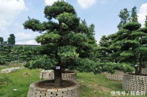 如果我家有院子，我就养树，花和菜都靠边，什么都不如种树好！