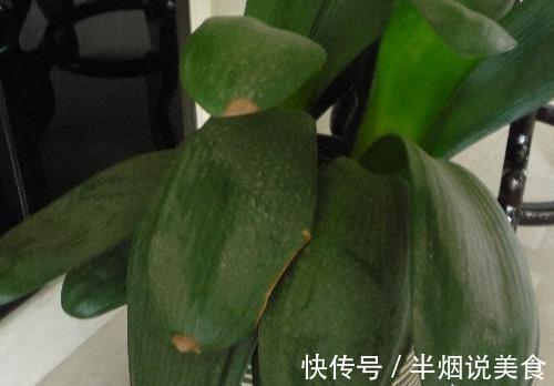 君子兰死气沉沉软绵绵就几个原因，现在学会，不耽误冬天开花