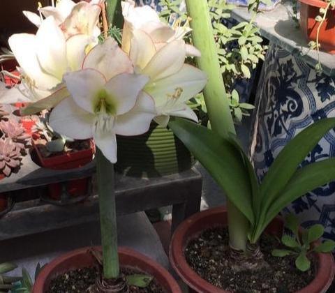 花盆|园艺新人不可错过的5款植物,好看又好养,全开重瓣花