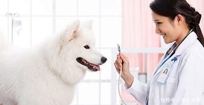 猫咪养护全攻略：让你成为最懂猫的主人