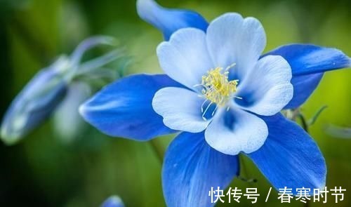 3种花很好养,花大色艳花期长,懒人也能养爆盆,越养越上瘾