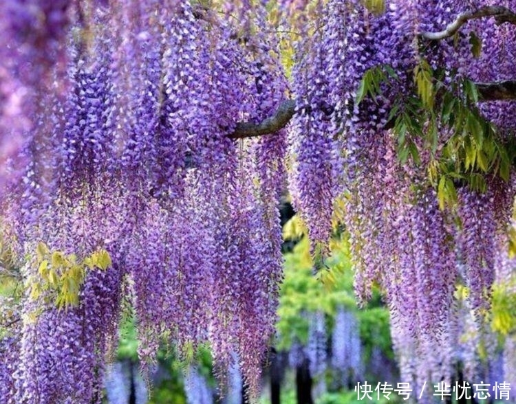 家里养上4种花,开花一簇簇,花色鲜艳,适合种在庭院观赏