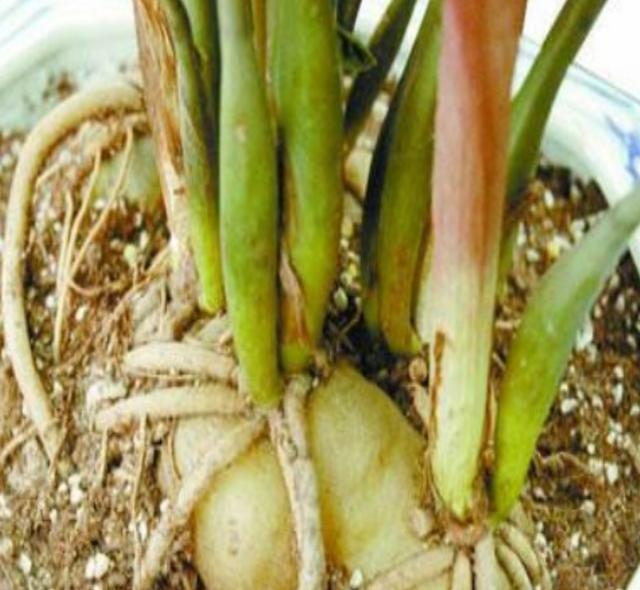 金钱树只需掌握以下几点,不烂根,生长快,还能一盆变多盆