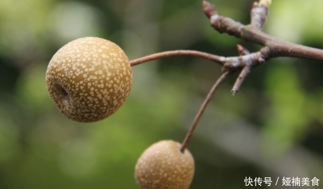 犹如|有种水果仅乒乓球一般大,生吃犹如“嚼蜡”,浸泡甘草汁才最美味