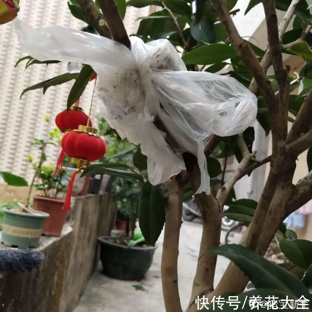 大粗杆子扦插，泥巴一裹就生根，秒变老桩大户