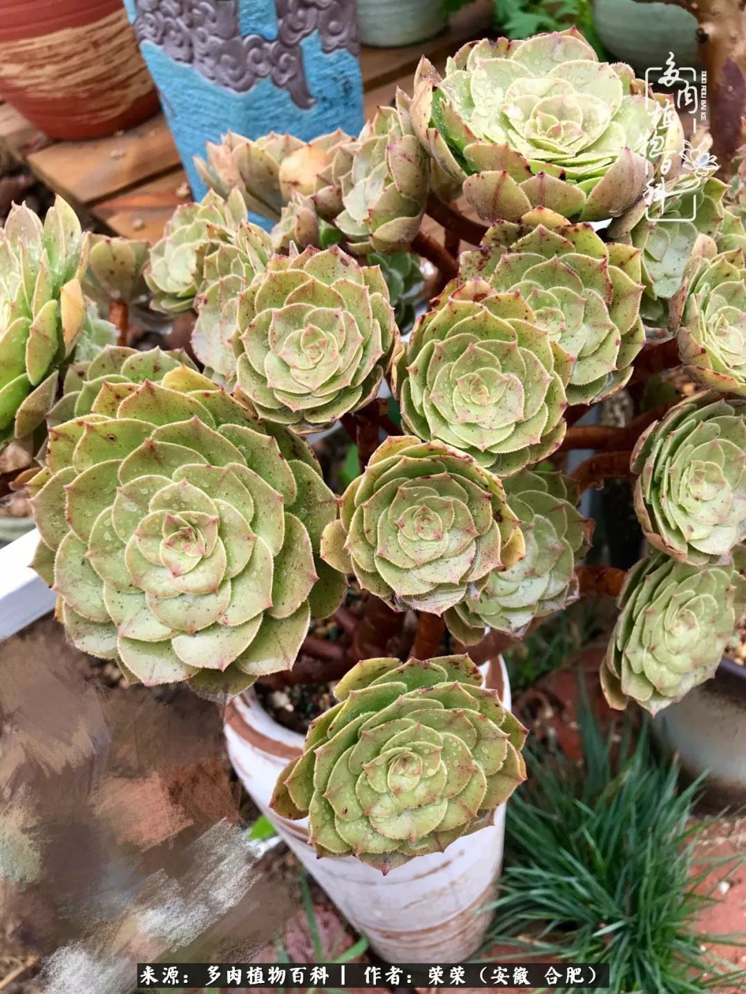 初秋时节，度夏后的多肉陆续回归！偷偷上了一层淡妆！