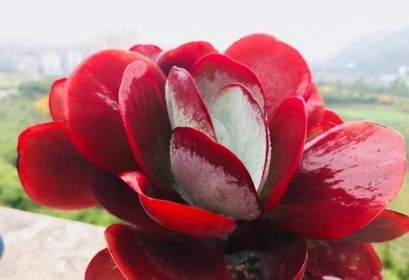 伤口|不管唐印多肉怎么丑,砍一刀,也能爆出一圈侧芽,且颜色红红火火