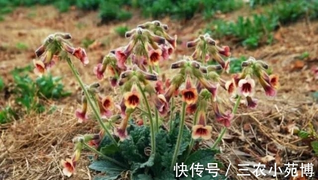 野草|俗称''小鸡喝酒'',头似喇叭,价值珍贵,如今一斤40成摇钱树