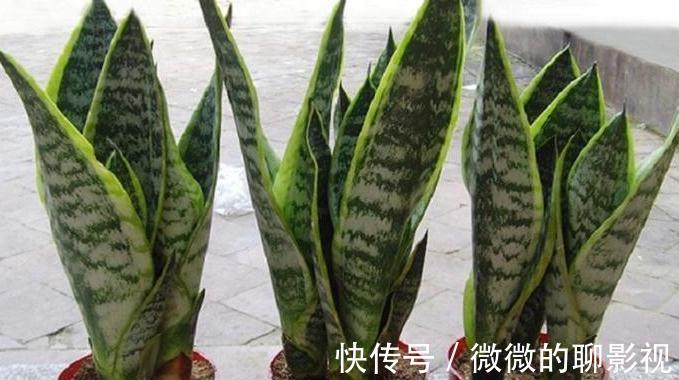 家里空气差，气候干燥，买3盆花摆家里，气候宜人，很舒适