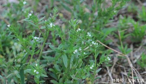 野草|这种长在水沟边的野草,叶片上都是毛,不仅能强筋骨,还能治胃痛