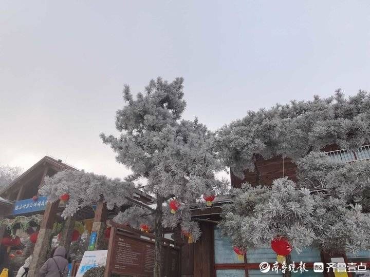 雪窝子|济南“雪窝子”迎来虎年第二场降雪，雾凇奇观再现