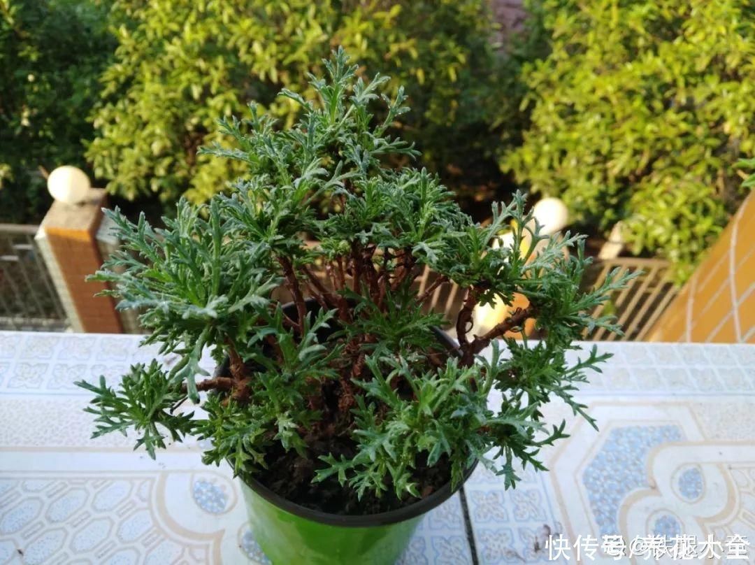 9种花,夏天休眠了,一定少浇水,否则越浇越死