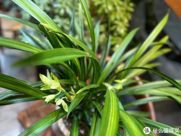 给兰花新手养护的一点心得