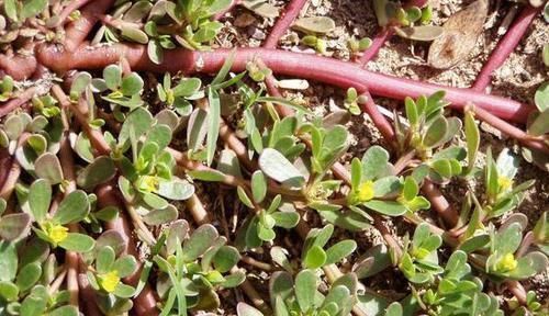 皲裂|酒泡马齿笕,白发变黑发,巧治4种“常见病”,聪明人早就学会了