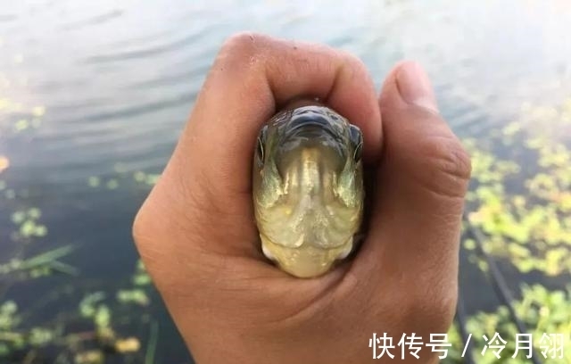 钓鲫鱼却总遇到鲤鱼?春季野钓这样搭配线组,才能大小兼收